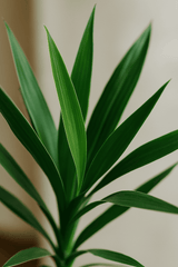 Palmlilie - Yucca Ø:17 H:80 cm