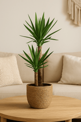 Palmlilie - Yucca Ø:17 H:80 cm