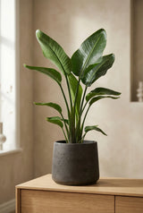 Small black washed Patt planter by Pottery Pots, showcasing a sleek, textured surface and modern design. || Abgebildete Größe: L