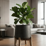 Patt Black Washed Feet Low Finestgreen || Abgebildete Größe: M
