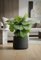 Black washed Patt planter by Pottery Pots displayed in an ambient setting, showcasing its sleek design and texture. || Abgebildete Größe: XXL