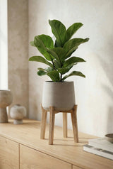 Patt Grey Washed Feet High - Finestgreen || Abgebildete Größe: M