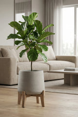 Patt Grey Washed Feet Low Finestgreen || Abgebildete Größe: XXL