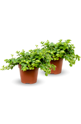 Peperomia rotundifolia 2er Set