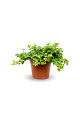 Peperomia rotundifolia Ø:10 H:15 cm