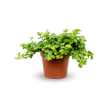 Peperomia rotundifolia plant with round leaves in green, showcasing its compact growth and vibrant foliage.