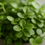 Three Peperomia rotundifolia plants in small pots, showcasing their round leaves and vibrant green color.