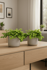 Peperomia rotundifolia 2er Set