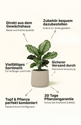 Calathea Medallion - Korbmarante Ø:14 H:40 cm Finestgreen