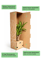 Hawaii Palme – Brighamia insignis Ø:12 H:40 cm Finestgreen