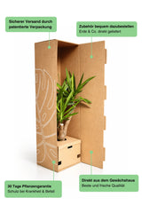 Bogenhanf Sansevieria zeylanic plant in eco-friendly packaging by Ammerlaan The Green Innovator.