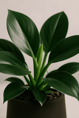 Philodendron Green Princess Ø:12 H:25 cm
