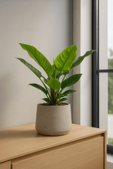 Philodendron Imperial Green Finestgreen