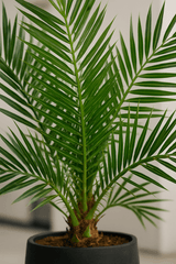 Phoenix Canariensis Ø:19 H:80 cm