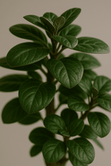 Polyscias Fabian Finestgreen