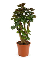 Fiederaralie (Polyscias 'Fabian') im Kulturtopf Ø 17 cm, ca. 65 cm hoch – freigestellt