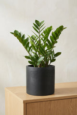 Puk Black Washed Finestgreen || Abgebildete Größe: M