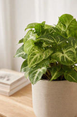 Purpurtute-Syngonium Arrow Ambientebild Nahaufnahme