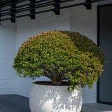 Jumbo Orb Ivory Washed - Finestgreen || Abgebildete Größe: S
