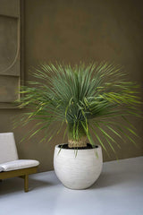Jumbo Orb Ivory Washed - Finestgreen || Abgebildete Größe: XXS