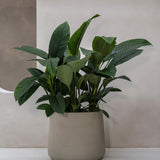 Jumbo Patt Grey Washed Finestgreen || Frost- & UV-beständig | geeignet für starke Wurzeln