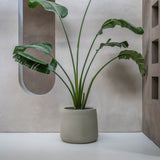 Jumbo Patt Grey Washed Finestgreen || Abgebildete Größe: XXS