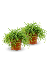 Rhipsalis Cashero 2er Set