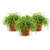 Rhipsalis Cashero 3er Set