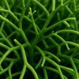Rhipsalis Cashero 3er Set