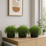 Rhipsalis Cashero 3er Set