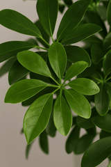 Schefflera Arboricola Gold Capella Ø:19 H:75 cm