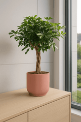 Schefflera Arboricola Gold Capella Ø:19 H:75 cm