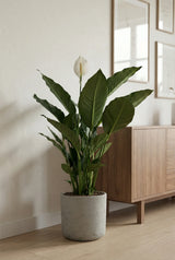 Spathiphyllum Sweet Sebastiano Ø:24 H:100 cm Finestgreen