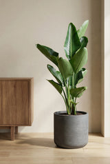 Strelitzia nicolai - Finestgreen