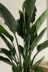 Strelitzia Reginae Ø:24 H:80 cm Finestgreen