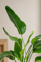 Strelitzia nicolai - Finestgreen