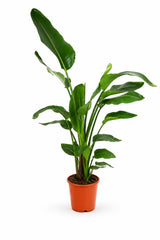 Strelitzia nicolai - Finestgreen