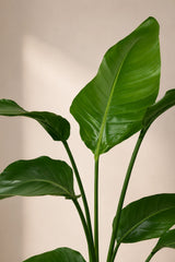 Strelitzia nicolai