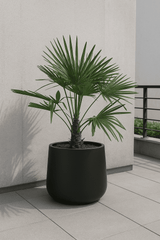 Trachycarpus fortunei Ø:24 H:100 cm