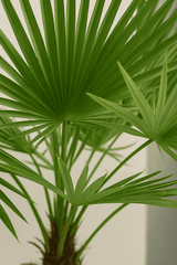 Trachycarpus fortunei Ø:27 H:140 cm