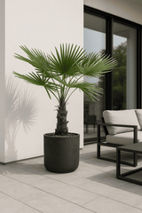 Trachycarpus fortunei Ø:27 H:140 cm