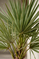 Chamaerops Humilis - Zwergpalme - Finestgreen