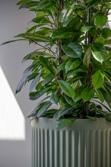 Turris Ionic - Salbeigrün