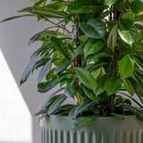 Turris Ionic - Salbeigrün Finestgreen
