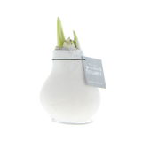 Amaryllis in Wachs – Velvet Weiß
