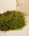 Lebendes Moos 30x20 cm