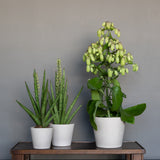 Beige Inez ceramic pot by Pottery Pots, showcasing a smooth finish and elegant design for plants and flowers.