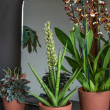 Inez Braun Keramiktopf by Pottery Pots, featuring a sleek design ideal for indoor plants and modern decor.