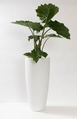 DAX Fiberstone Matt Weiß Finestgreen