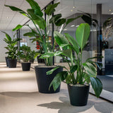 Bucket Fiberstone Schwarz Finestgreen